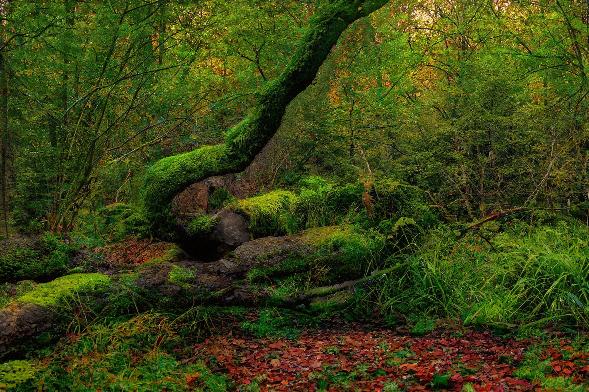 Dschungel